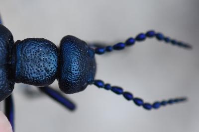 <i>Meloe violaceus</i>