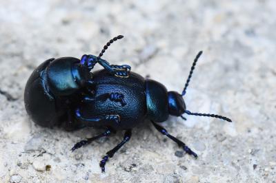<i>Timarcha goettingensis</i>