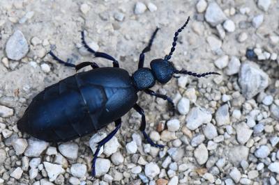 <i>Meloe violaceus</i>