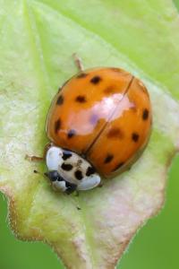 <i>Harmonia axyridis</i>