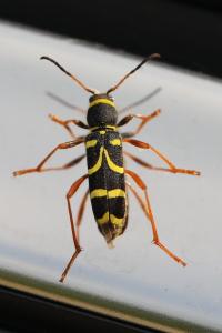<i>Clytus arietis</i>