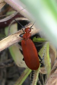 <i>Pyrochroa serraticornis</i>