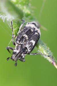 <i>Valgus hemipterus</i>