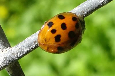 <i>Harmonia axyridis</i>