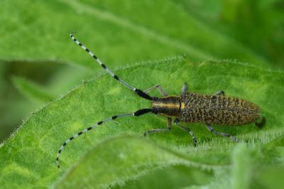 <i>Agapanthia villosoviridescens</i>