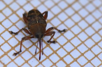 <i>Curculio venosus</i>