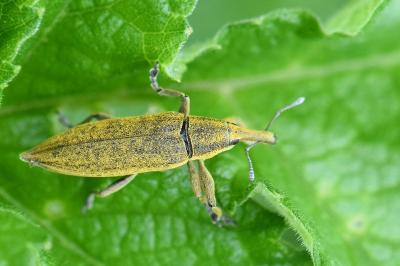 <i>Lixus iridis</i>