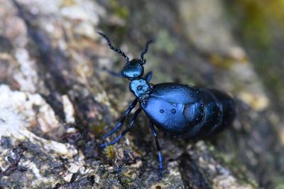 <i>Meloe violaceus</i>