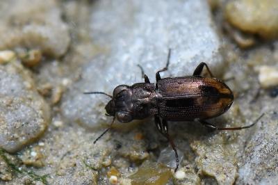 <i>Notiophilus biguttatus</i>
