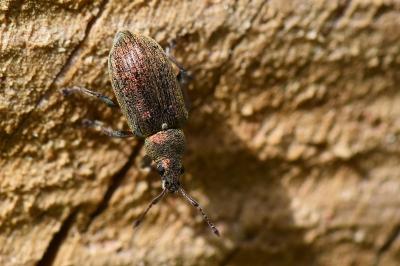 <i>Phyllobius pyri</i>