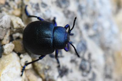 <i>Timarcha goettingensis</i>