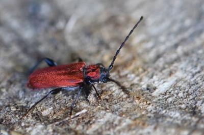 <i>Pyrrhidium sanguineum</i>