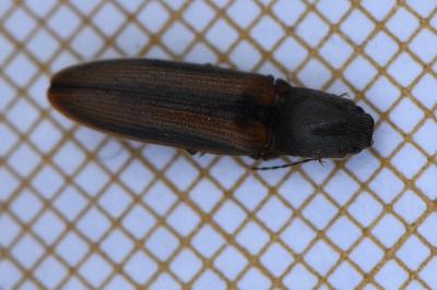 <i>Athous vittatus</i>