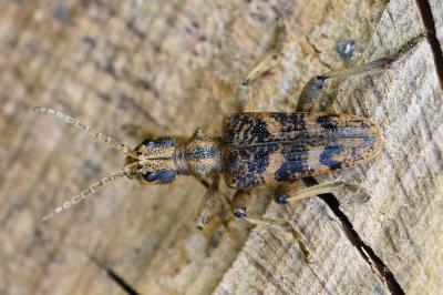 <i>Rhagium sycophanta</i>