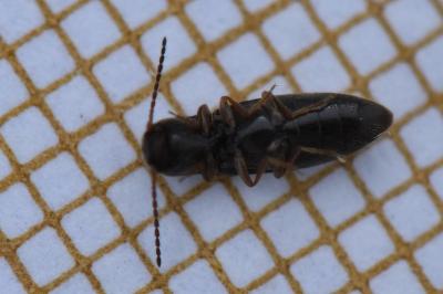 <i>Agriotes pallidulus</i>