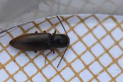 <i>Agriotes pallidulus</i>