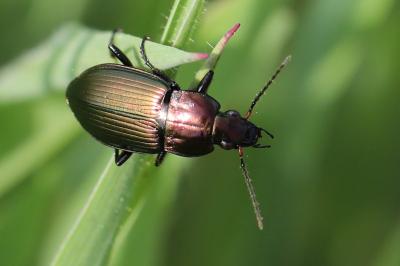 <i>Poecilus cupreus</i>
