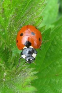<i>Coccinella septempunctata</i>