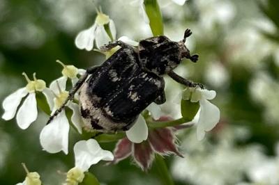 <i>Valgus hemipterus</i>