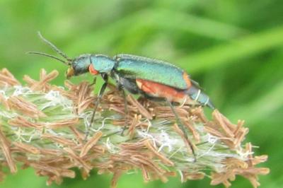 <i>Malachius bipustulatus</i>
