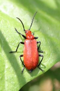 <i>Pyrochroa serraticornis</i>