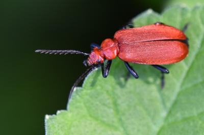 <i>Pyrochroa serraticornis</i>