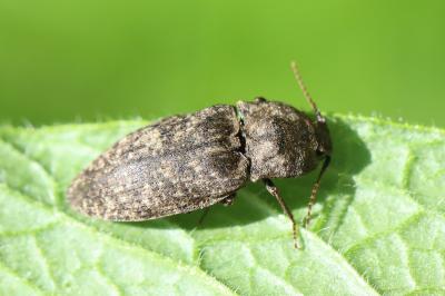 <i>Agrypnus murinus</i>