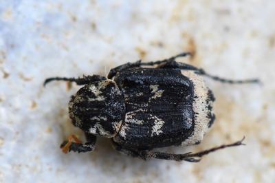 <i>Valgus hemipterus</i>