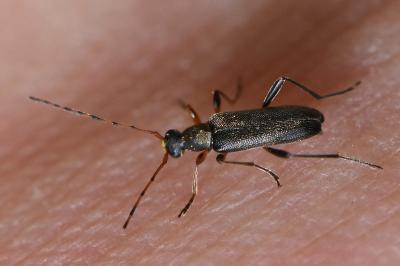 <i>Grammoptera ruficornis</i>