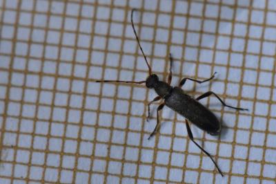 <i>Grammoptera ruficornis</i>