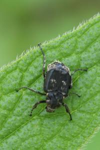 <i>Valgus hemipterus</i>