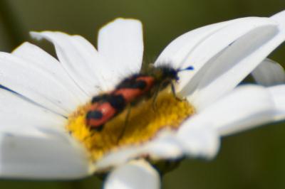 <i>Trichodes alvearius</i>