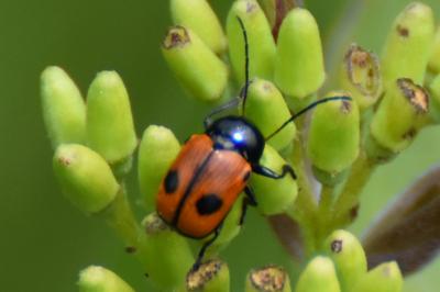 <i>Cryptocephalus bipunctatus</i>