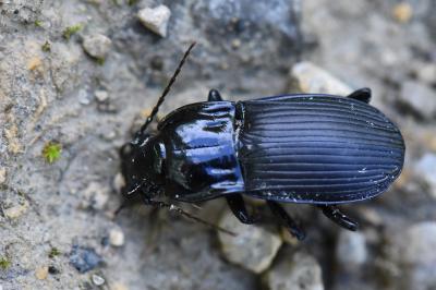 <i>Abax parallelepipedus</i>
