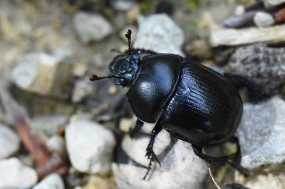 <i>Anoplotrupes stercorosus</i>