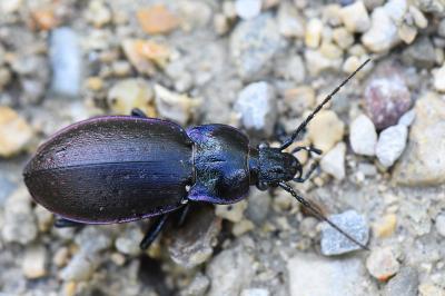 <i>Carabus nemoralis</i>