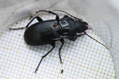 <i>Abax parallelepipedus</i>
