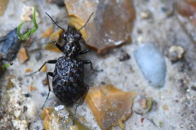 <i>Elaphrus cupreus</i>