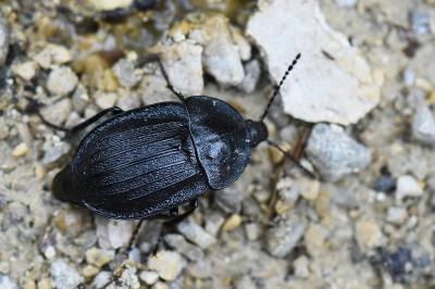 Petit Silphe noir