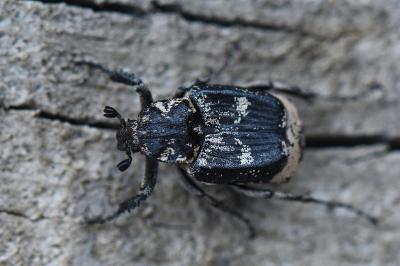 <i>Valgus hemipterus</i>