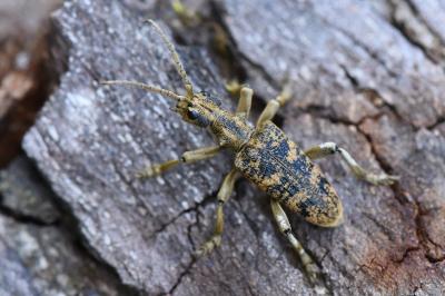 <i>Rhagium sycophanta</i>