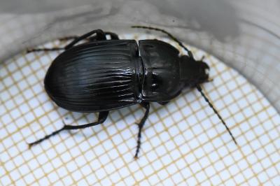 <i>Abax ovalis</i>