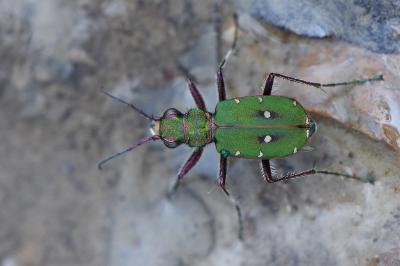 <i>Cicindela campestris</i>