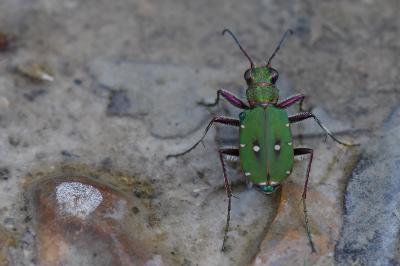 <i>Cicindela campestris</i>