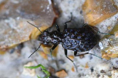 <i>Elaphrus cupreus</i>