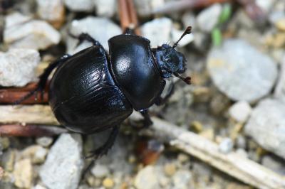 <i>Anoplotrupes stercorosus</i>