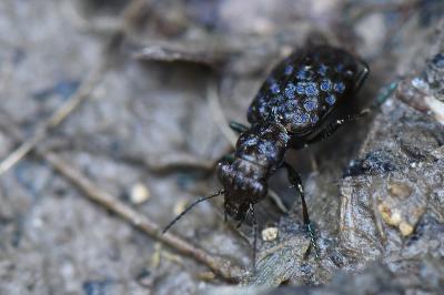 <i>Elaphrus cupreus</i>