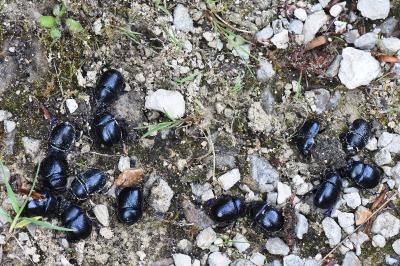 <i>Anoplotrupes stercorosus</i>