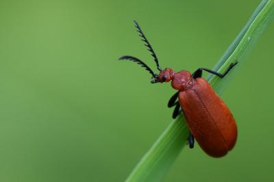 <i>Pyrochroa serraticornis</i>