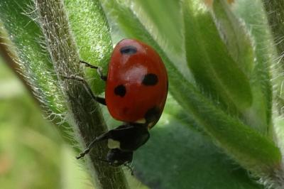 <i>Coccinella septempunctata</i>